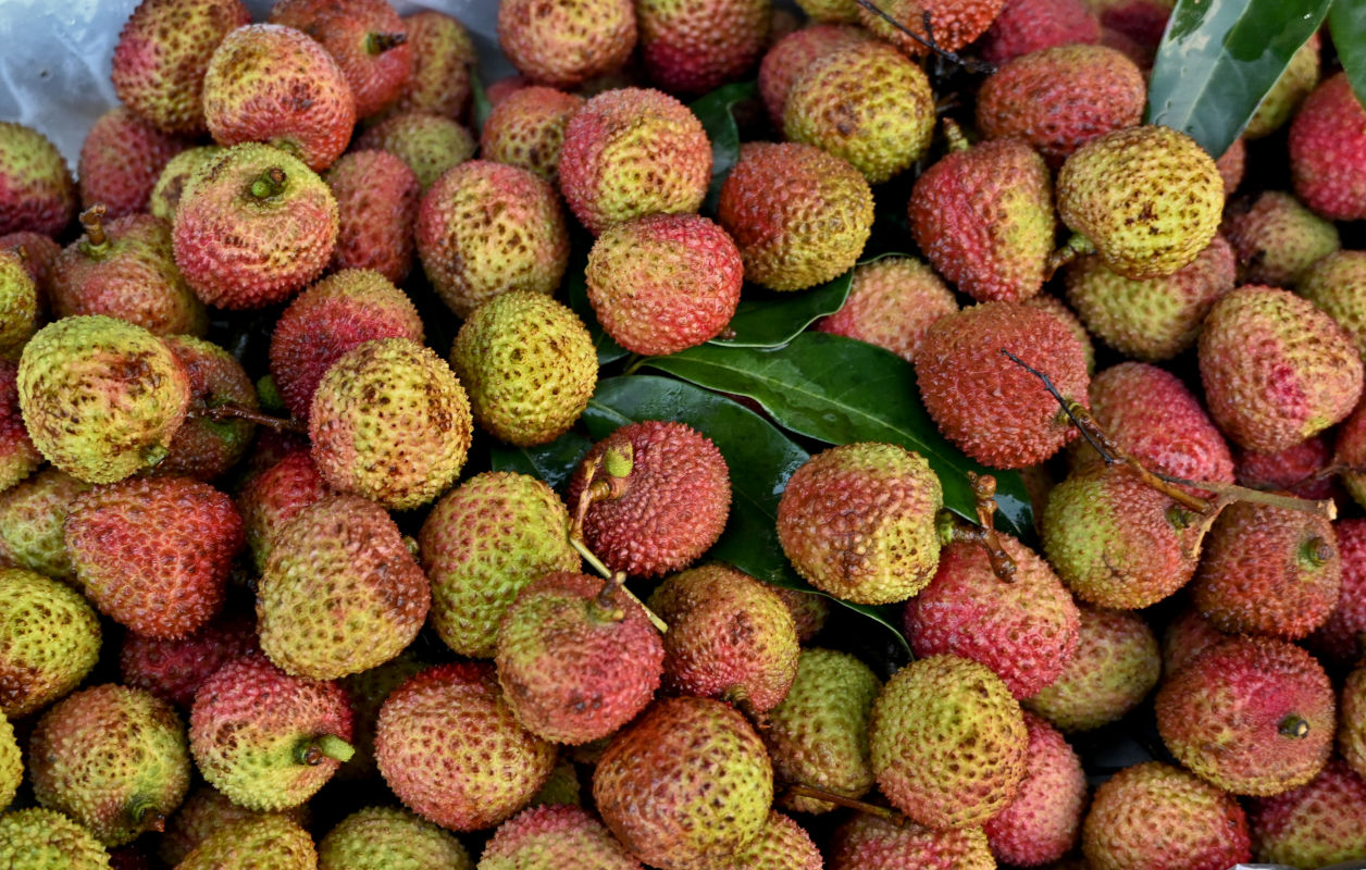 Изображение особи Litchi chinensis.