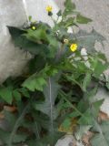 Sonchus oleraceus. Цветущее растение. Республика Молдова, муниципалитет Кишинёв, г. Кодру. 16 ноября 2025 г.