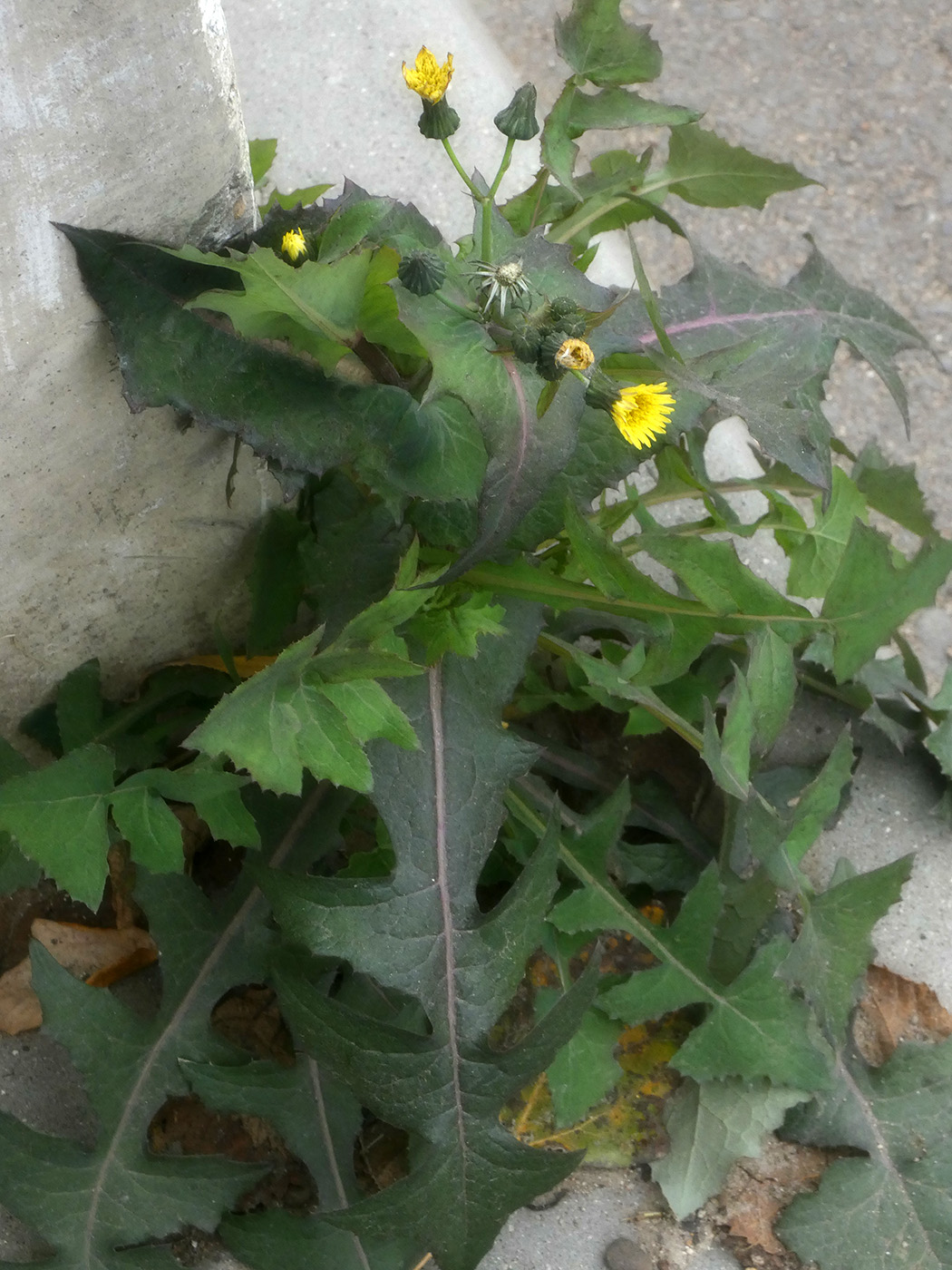 Image of Sonchus oleraceus specimen.