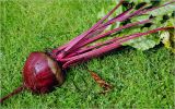 Beta vulgaris. Растение, извлечённое из земли. Московская обл., Раменский р-н, окр. дер. Хрипань, садовый участок. 13.09.2026.