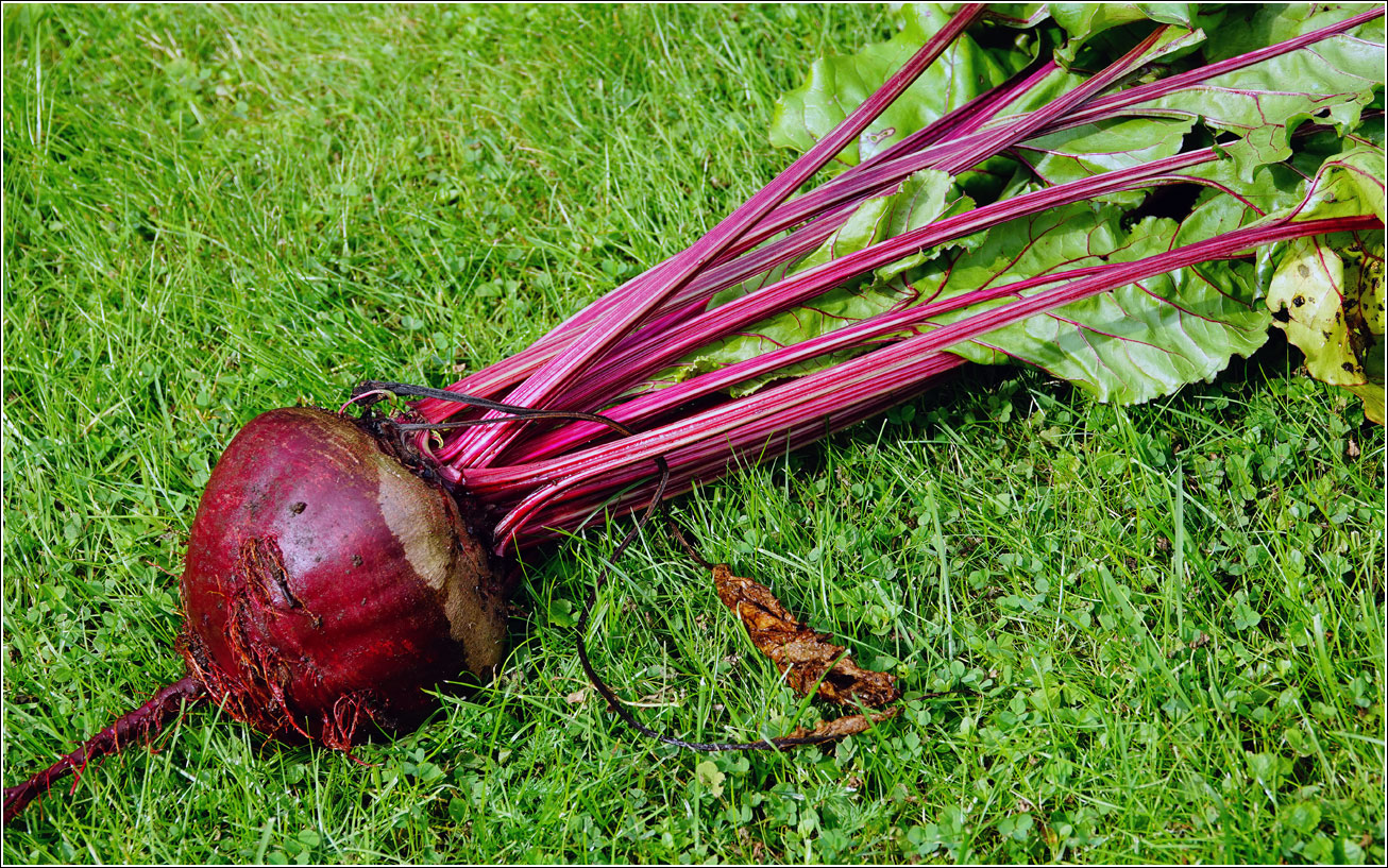 Image of Beta vulgaris specimen.
