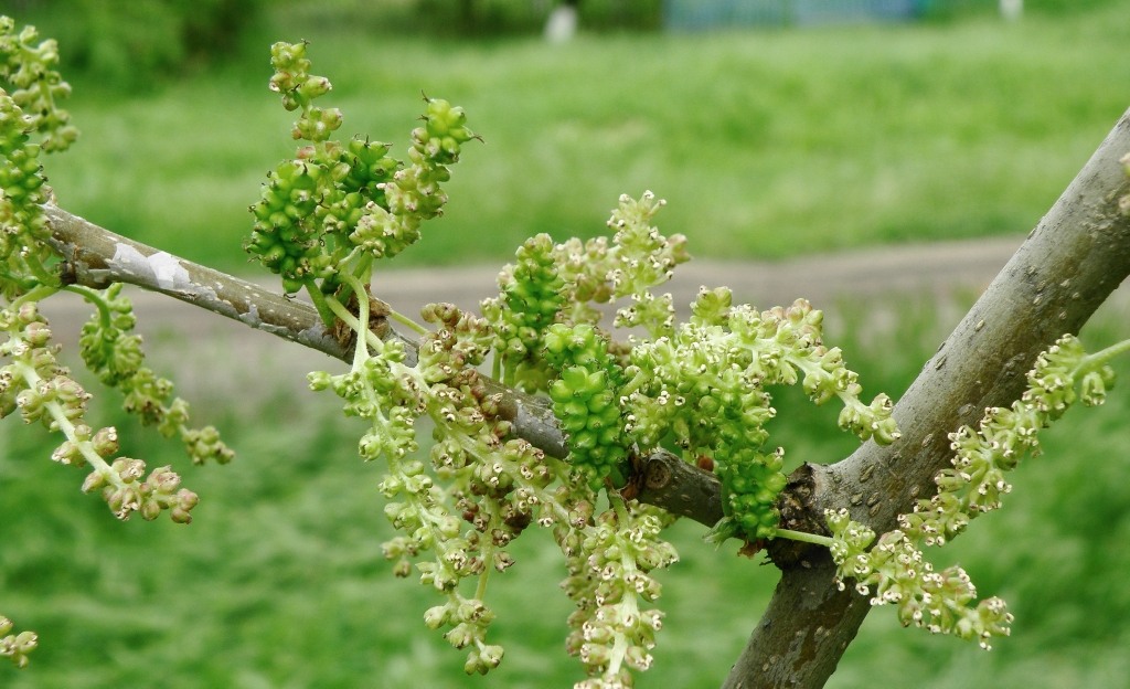 Изображение особи Morus alba.