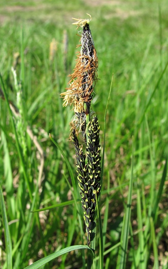 Изображение особи Carex nigra.