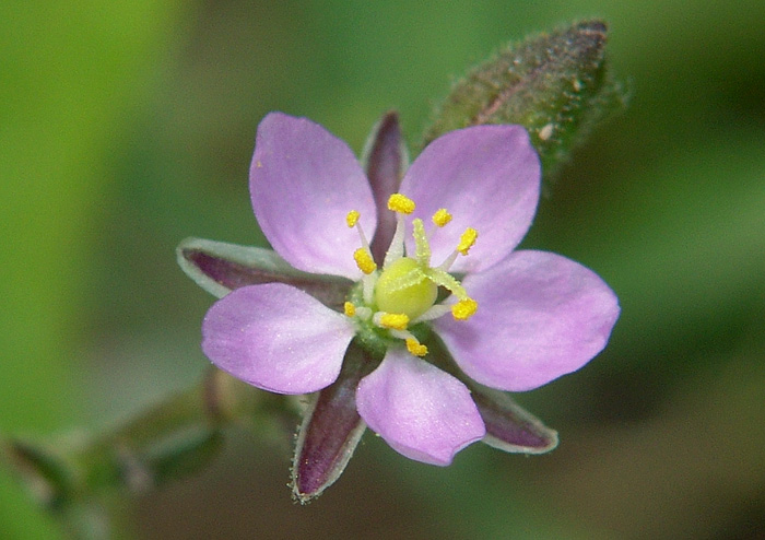 Изображение особи Spergularia rubra.