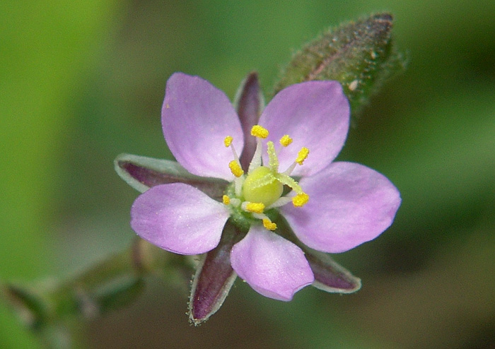 Image of Spergularia rubra specimen.