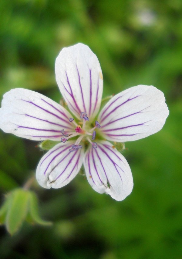 Изображение особи Geranium asiaticum.