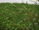 Gypsophila paniculata. Верхушка зацветающего растения. Татарстан, Бугульминский р-н. 11.06.2011.