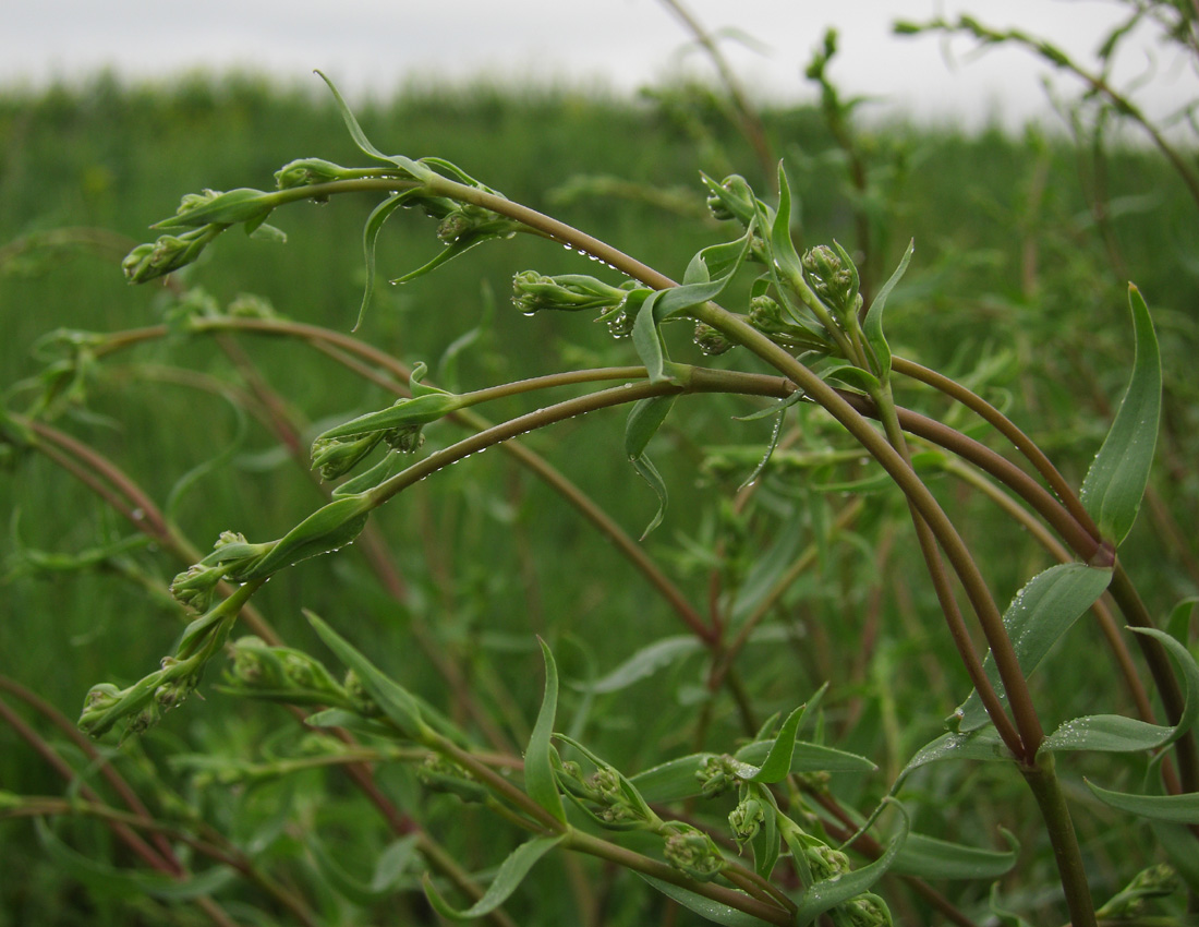 Image of Gypsophila paniculata specimen.