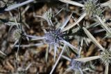 Eryngium caeruleum