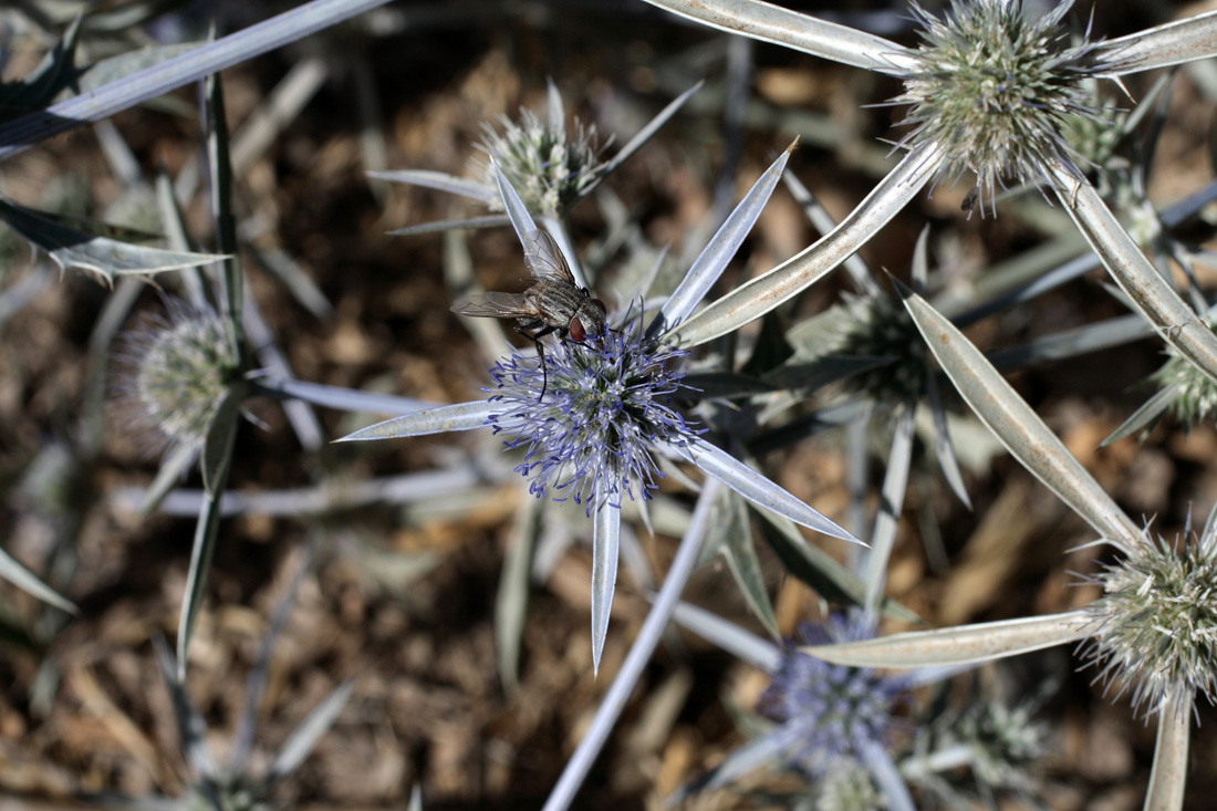 Изображение особи Eryngium caeruleum.