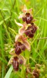 Ophrys mammosa subspecies caucasica. Соцветие. Краснодарский край, Новороссийск, Шесхарис, у берега моря вблизи обрыва. 09.05.2011.