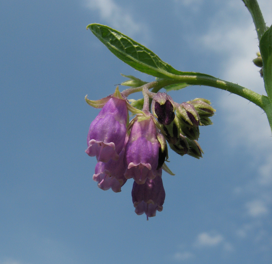 Image of Symphytum officinale specimen.