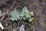 Leontice ewersmanni. Расцветающее растение. Узбекистан, хребет Нуратау, ущелье Хаятсай, 27.03.2011.