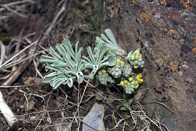 Image of Leontice ewersmanni specimen.