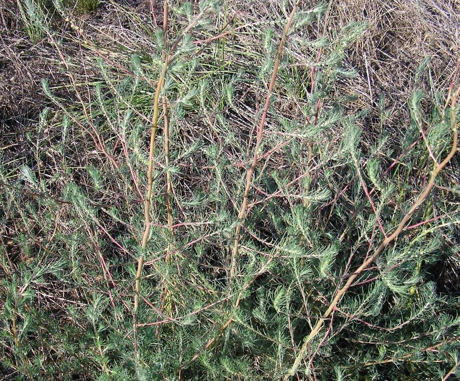 Image of Bassia laniflora specimen.