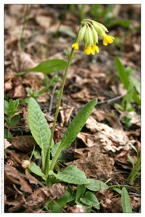 Изображение особи Primula veris.