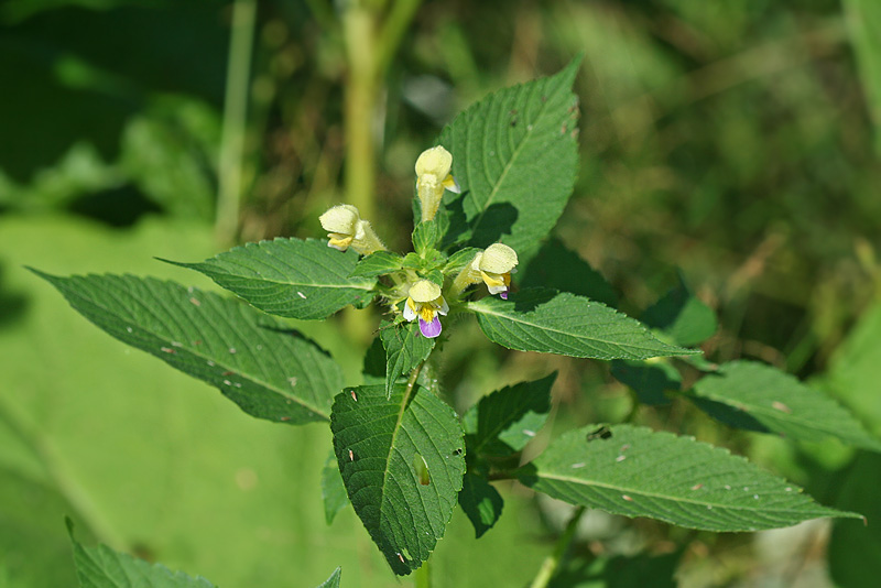 Image of Galeopsis speciosa specimen.