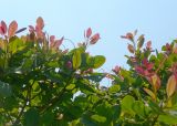 Cotinus coggygria