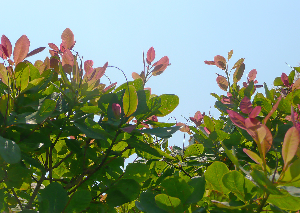 Изображение особи Cotinus coggygria.