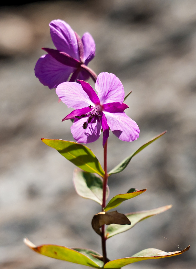 Image of Chamaenerion latifolium specimen.