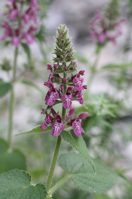 Изображение особи Stachys sylvatica.