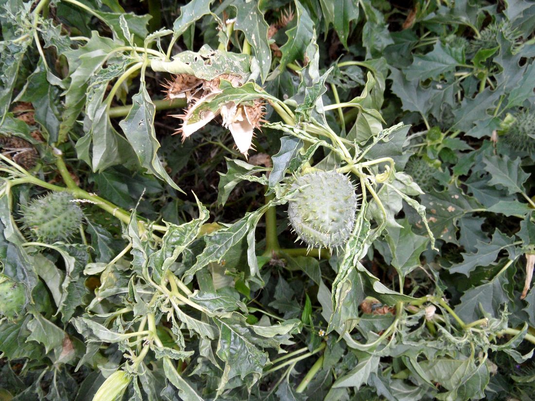 Image of Datura stramonium specimen.