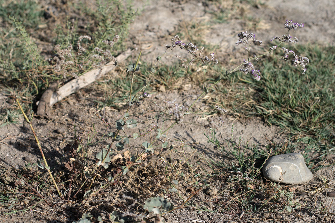 Изображение особи Limonium reniforme.