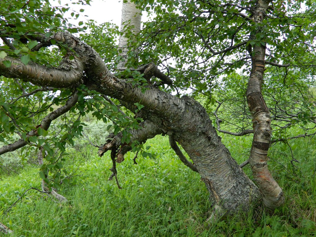 Изображение особи род Betula.