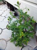 Senecio vulgaris. Цветущее растение на тротуаре. Коми, г. Сыктывкар. 05.07.2011.