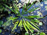 Stratiotes aloides