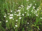 Achillea nobilis