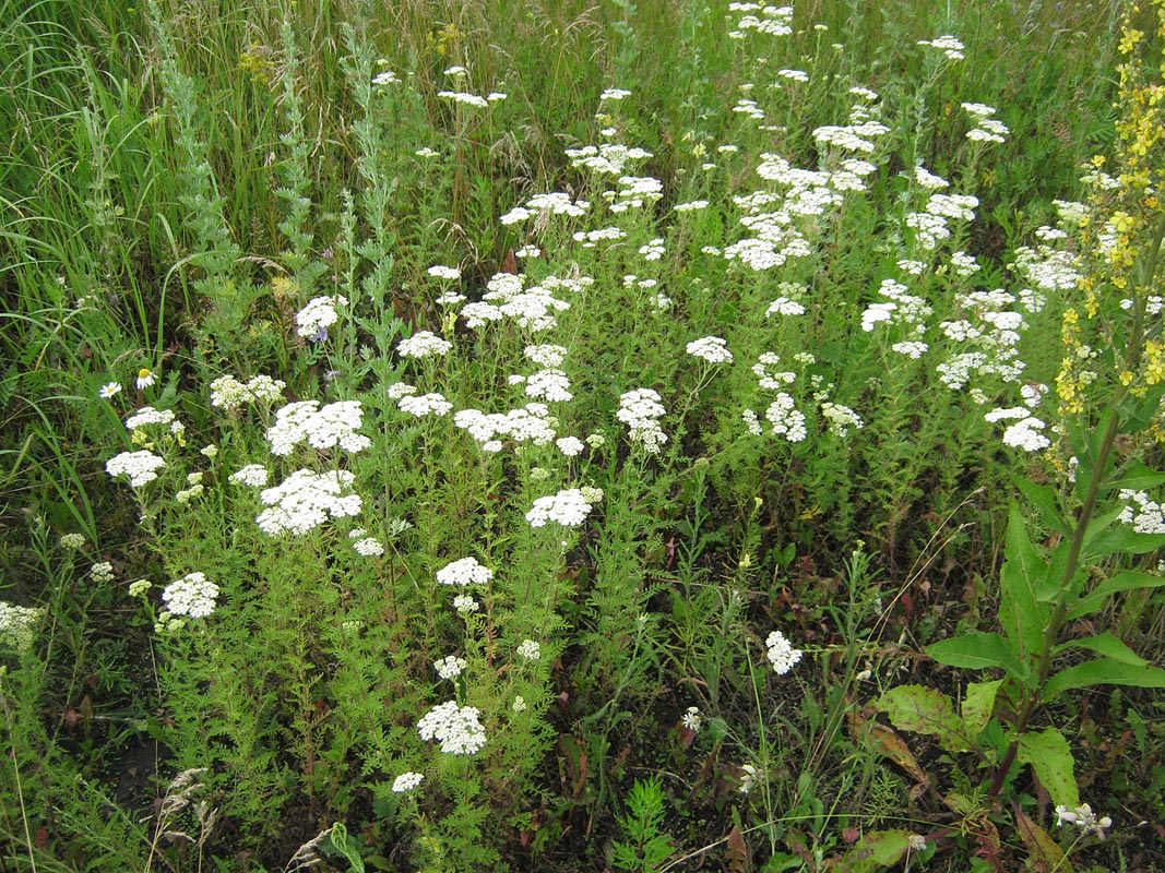 Image of Achillea nobilis specimen.