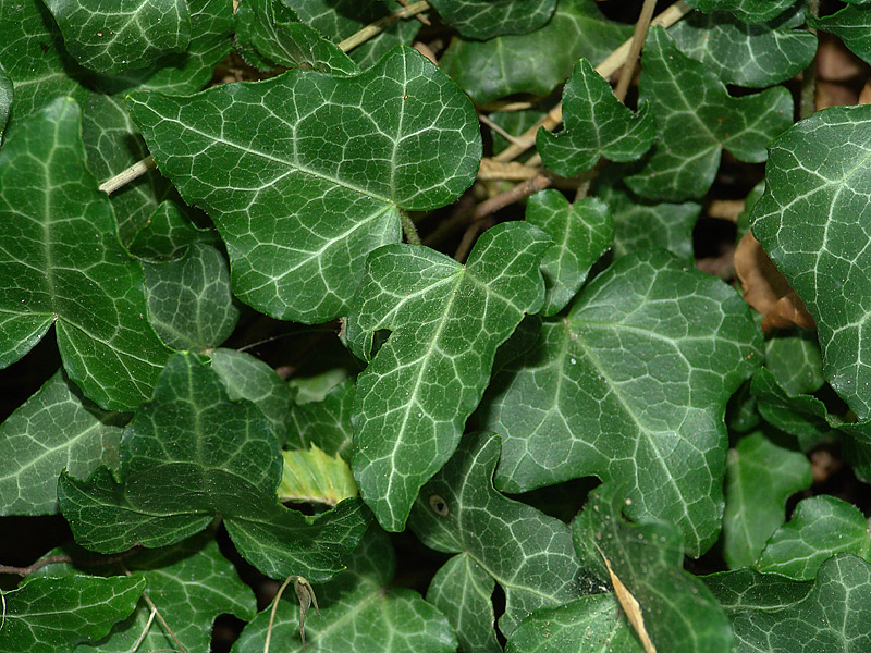 Image of Hedera helix specimen.