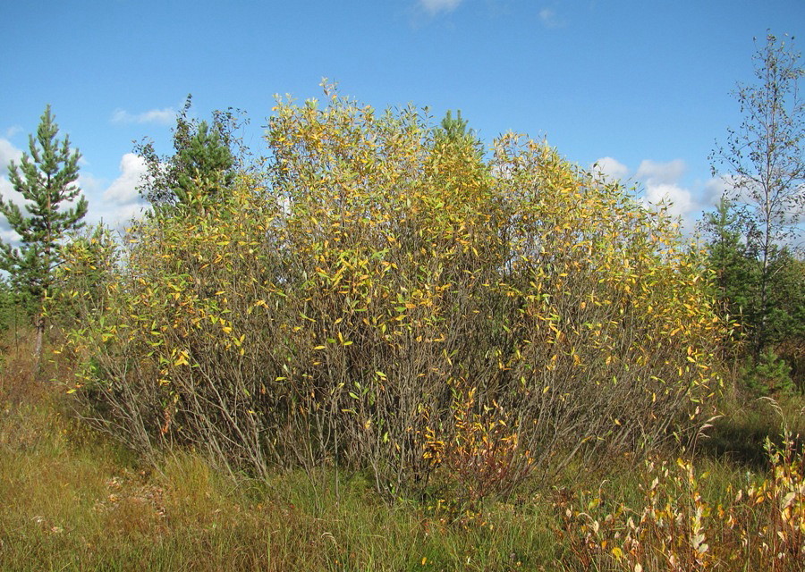 Image of Salix × laurina specimen.