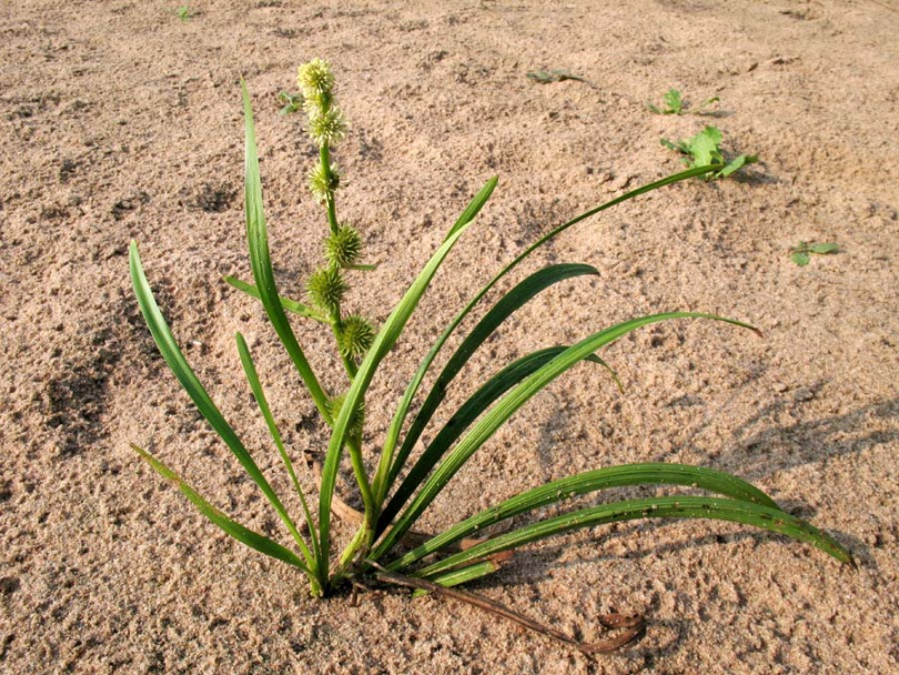 Изображение особи Sparganium emersum.