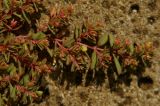 Euphorbia glyptosperma