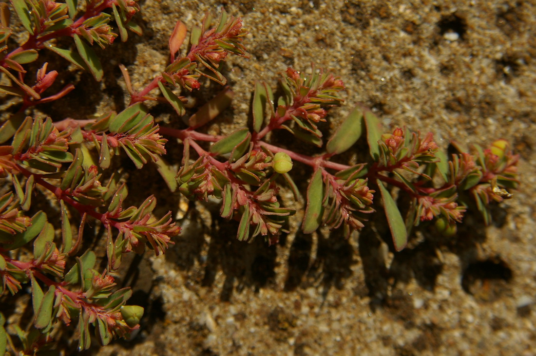 Изображение особи Euphorbia glyptosperma.