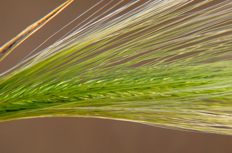 Image of Hordeum jubatum specimen.