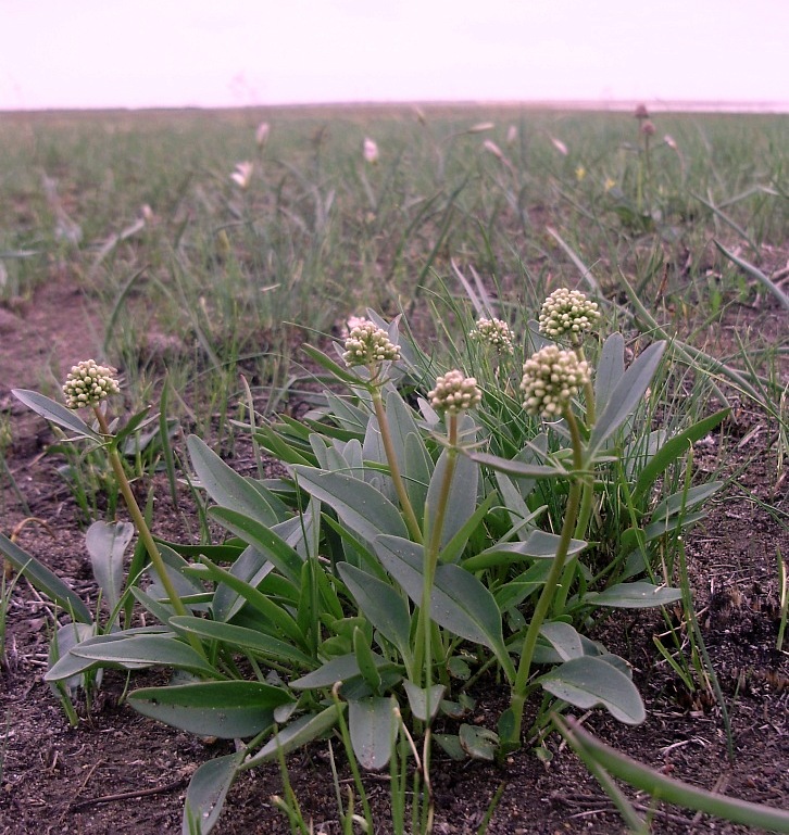 Изображение особи Valeriana tuberosa.