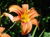 Hemerocallis × hybrida