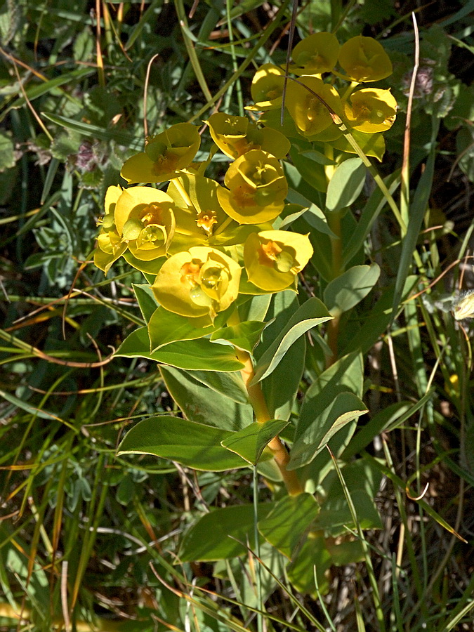 Изображение особи Euphorbia myrsinites.