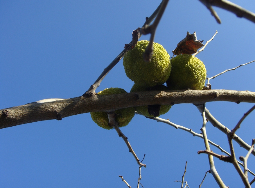 Изображение особи Maclura pomifera.