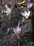 Crocus adamii