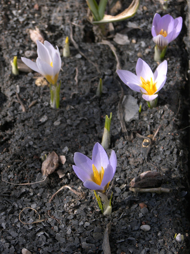 Изображение особи Crocus adamii.