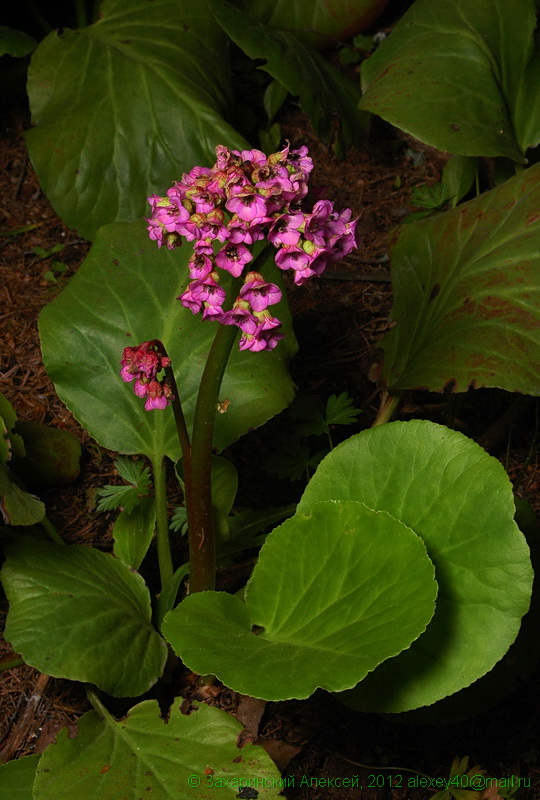 Image of Bergenia crassifolia specimen.