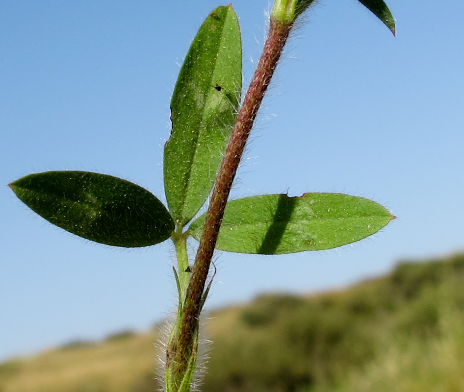 Изображение особи Trifolium dichroanthum.