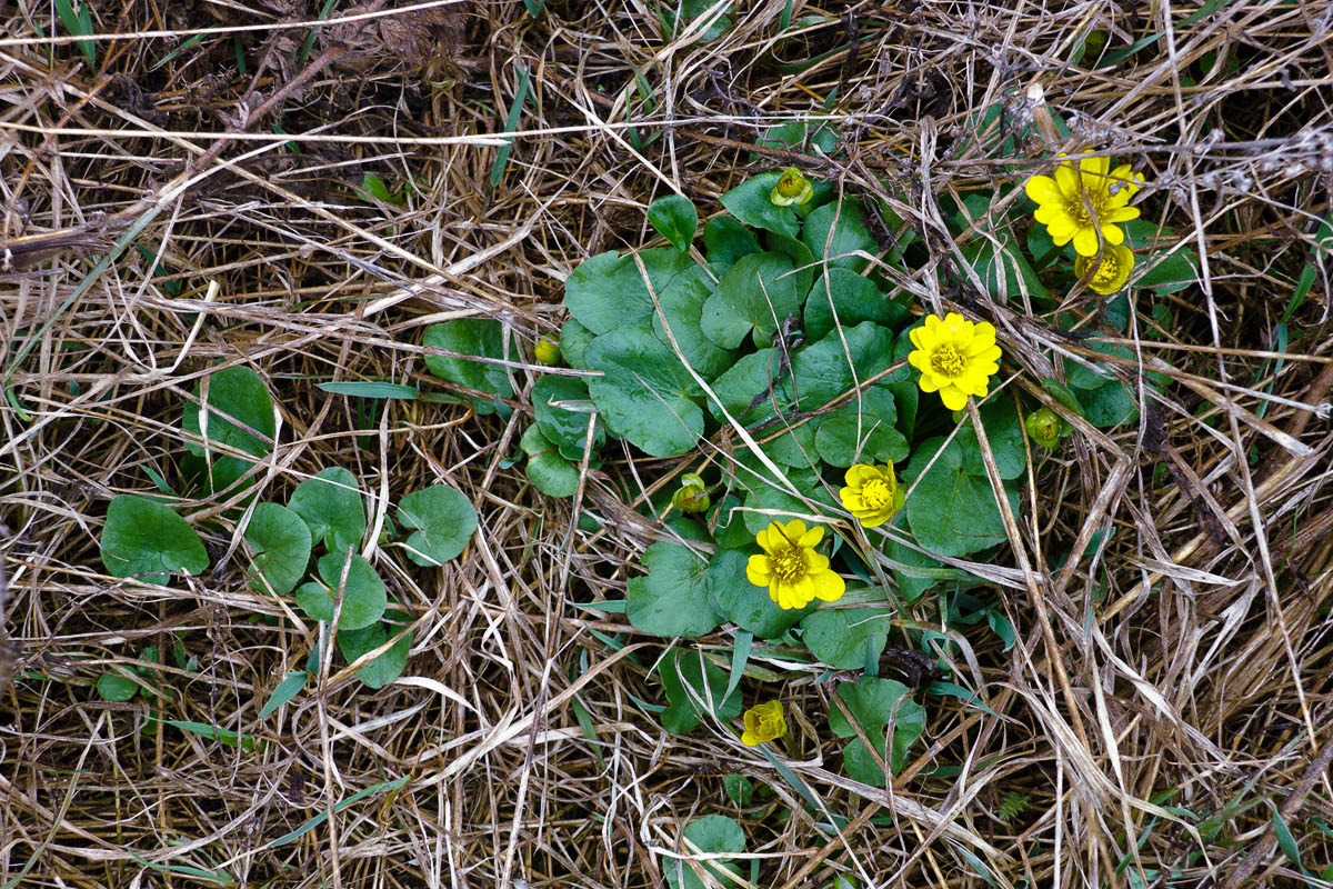 Image of Ficaria calthifolia specimen.