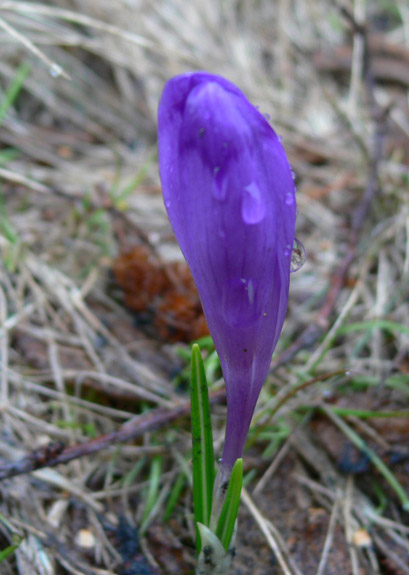 Image of Crocus heuffelianus specimen.