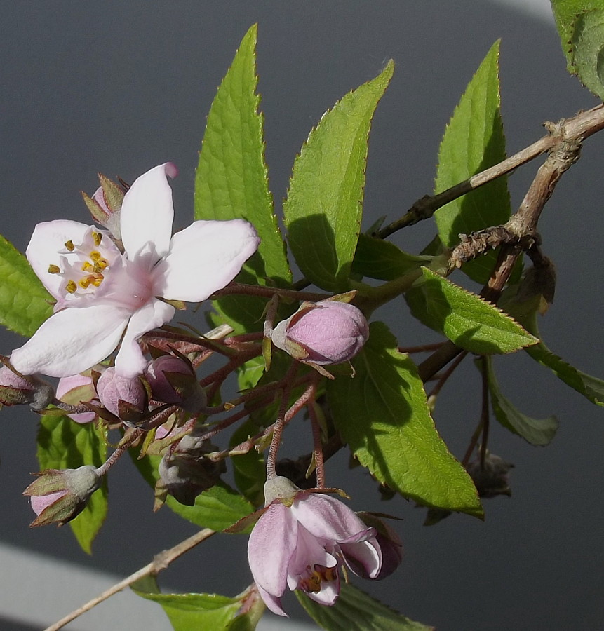 Image of Deutzia &times; hybrida specimen.