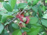 Chaenomeles japonica. Часть ветви с завязавшимися плодами. Южный берег Крыма, Никитский ботанический сад. 7 мая 2012 г.